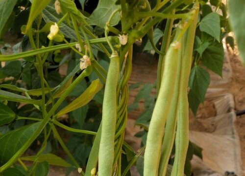 泰国架豆王种植时间和方法