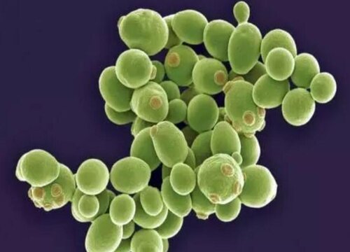 酵母菌是植物吗 属于微生物里的细菌
