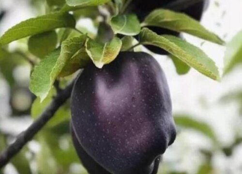 黑色水果有哪些品种 黑颜色水果的名称大全及图片