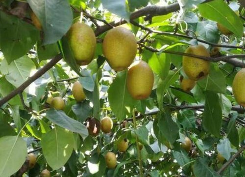 金果梨种植条件 适合什么地区种植