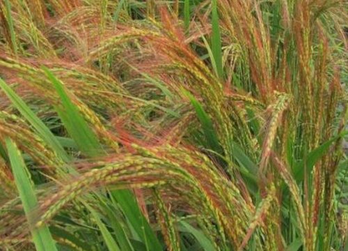 胭脂稻种植条件 产地在哪些地方