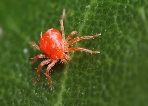 花卉滋生红蜘蛛如何有效预防以灭杀呢