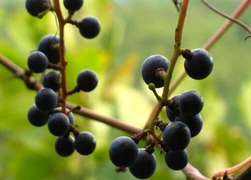 葡萄是靠什么传播种子 正确答案是靠动物传播种子