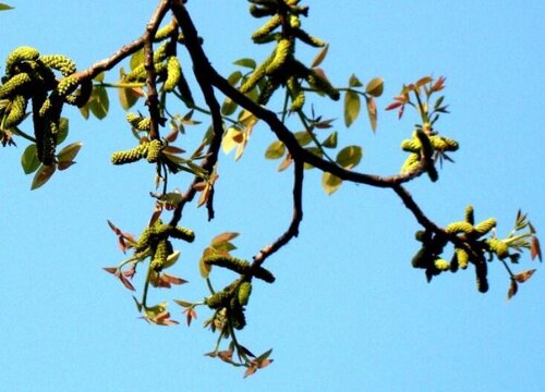 核桃树什么时候开花 在几月会开花