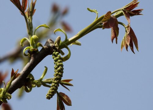 核桃树开花吗 种几年开花结果