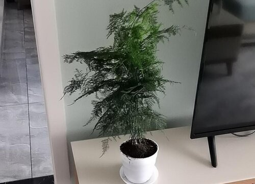 室内植物摆放讲究  摆放位置