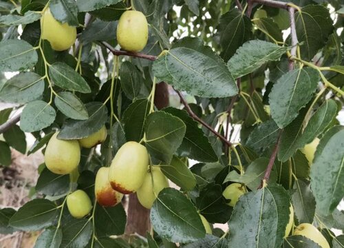 龙须枣树怎么养殖  养殖方法