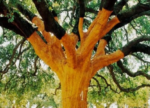 栓木是什么树 属于壳斗科的开花植物