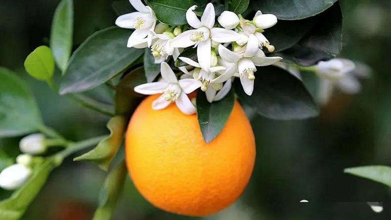 橙子什么时候开花 一般几月份开花