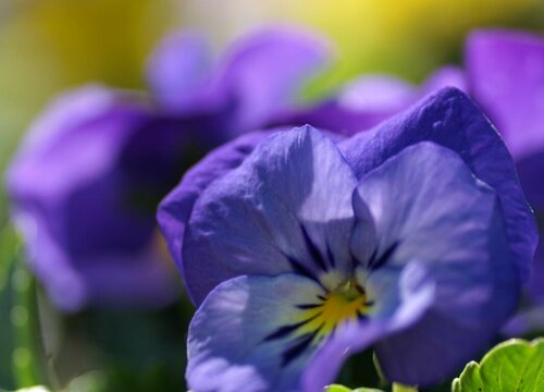 香堇的花语是什么含义 开花代表的象征意思（全）