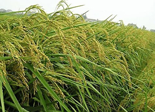 杂交水稻和普通水稻的区别