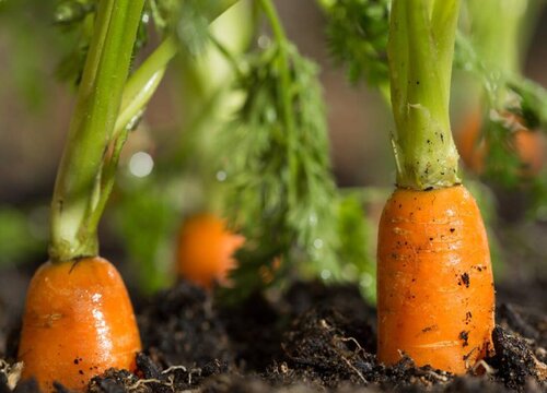 胡萝卜什么时候种植最好 栽培技术与种植时间