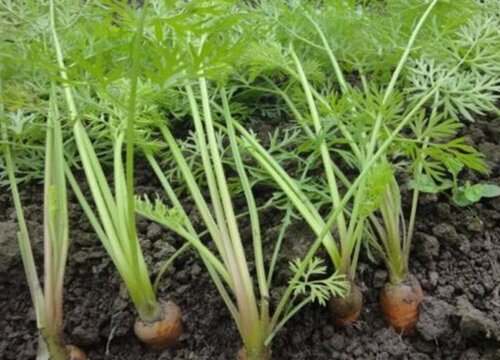 胡萝卜怎么种植方法步骤 胡萝卜最佳种植时间