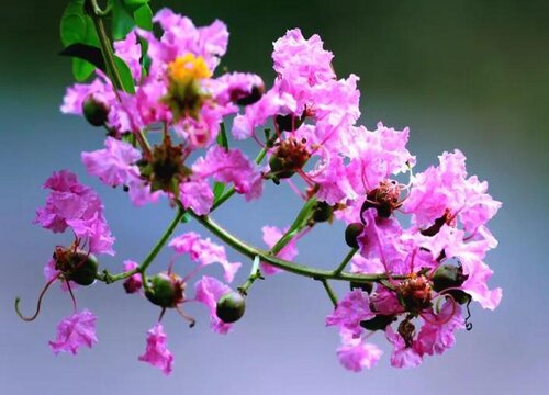 紫薇花什么时候开花的  紫薇花花期长什么样子图片
