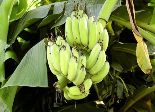 香蕉是靠种子繁殖吗（香蕉通过什么方式繁殖后代）