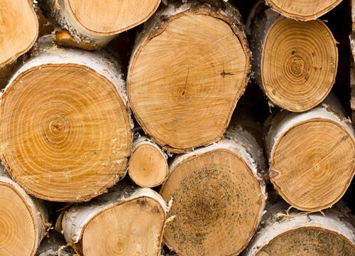 株木是什么木材