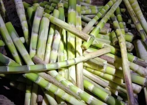 刺竹笋的功效与作用及食用方法