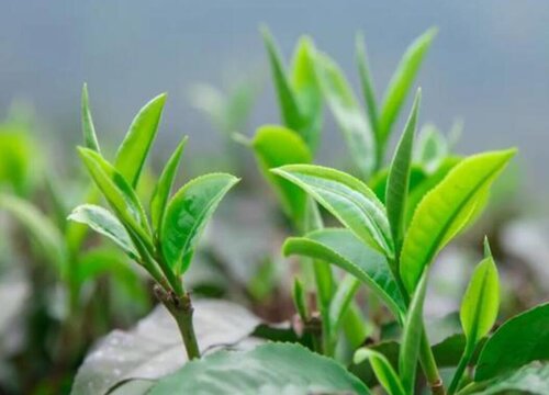 四季春茶属于什么茶类型有 用什么功效和作用