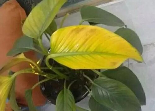 植物叶子发黄是什么原因 家里养的盆栽绿植黄叶怎么处理