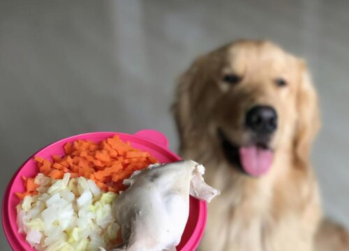 狗狗可以吃菠菜吗 泰迪吃菠菜是生的还是熟的