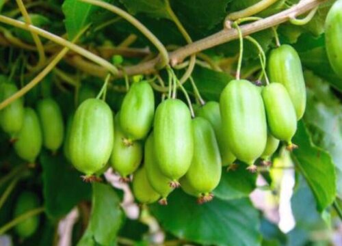 软枣猕猴桃最好的品种排名 口感好又好吃的猕猴桃介绍