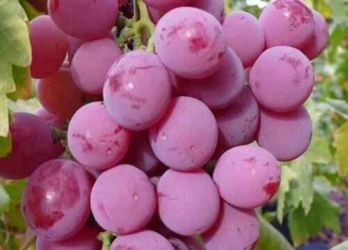 中国红玫瑰葡萄的优点和缺点 种植地区与前景介绍