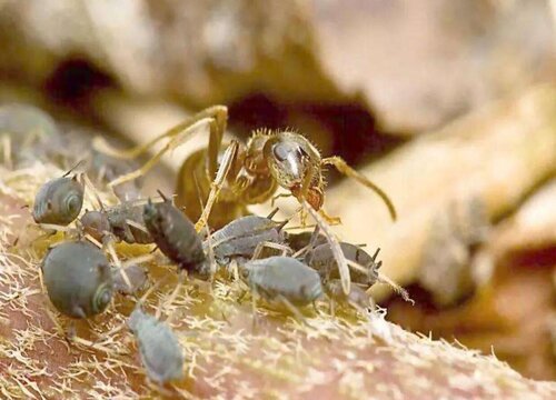养花土里有蚂蚁怎么处理掉（灭花盆土里蚂蚁有效方法）