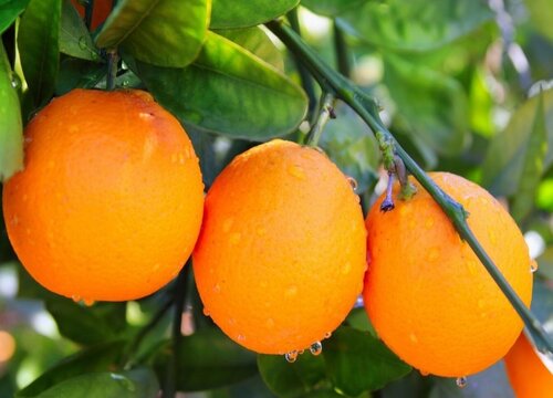 丽红柑橘品种简介 丽红柑橘成熟时间几月份