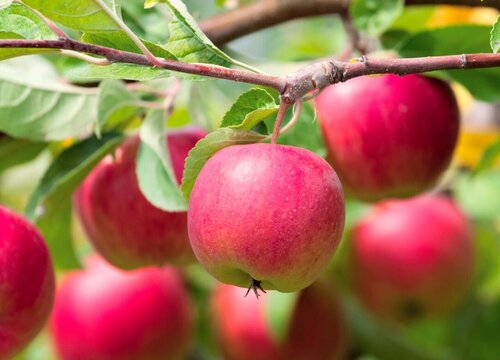 陕西苹果产地在哪里最好 陕西好吃又有名的苹果品种