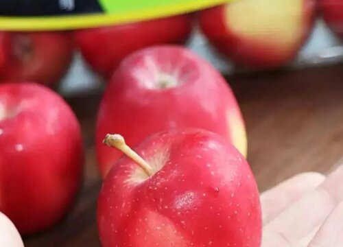 新西兰小苹果简介图片 新西兰小苹果为什么这么贵