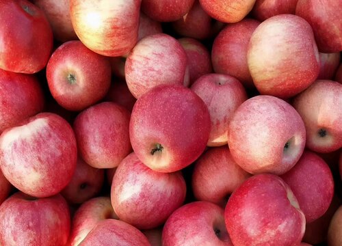 红玉苹果的的特点是什么（好吃的口感、产地、几月份成熟）
