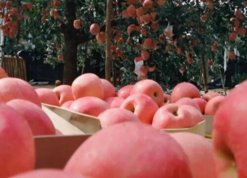 山东栖霞苹果什么时候成熟上市 栖霞苹果价格多少钱一斤