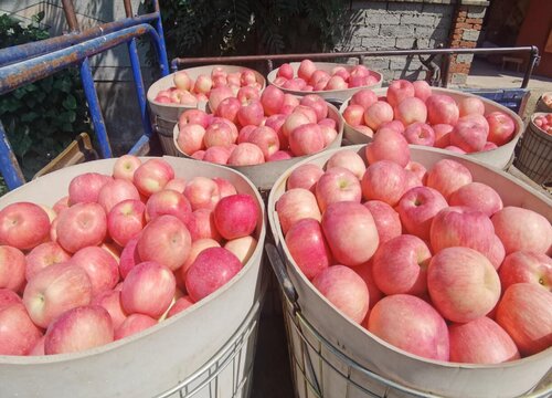 烟台栖霞苹果几月份成熟上市 哪里产区的栖霞苹果最好