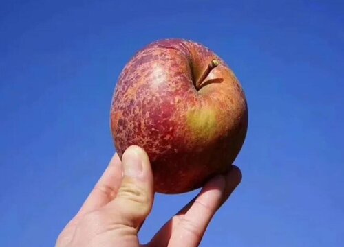 盐源丑苹果的优点介绍 大凉山丑苹果成熟的时间