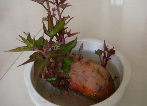 红薯怎样当室内绿植种  盆栽红薯的养殖方法