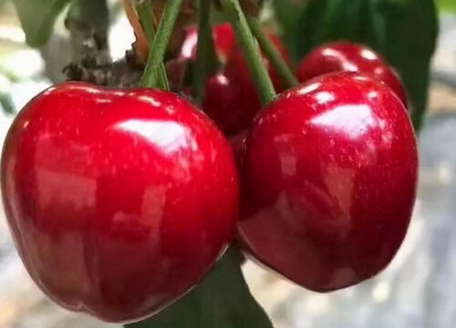 最大最甜的大樱桃品种（目前甜度高坐果多的大樱桃品种）