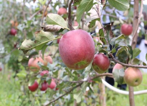 提高苹果的坐果率有些什么措施（如何提高苹果树的产量）
