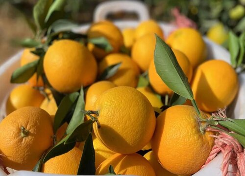 脐橙是几月份的当季水果（脐橙成熟季节是什么时候）