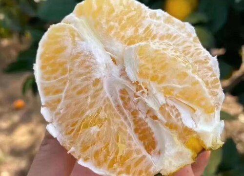 脐橙为什么叫脐橙 脐橙有哪些品种最好吃