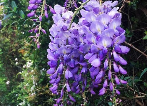盆栽紫藤不开花的原因（紫藤树只长叶子不开花怎么养护）