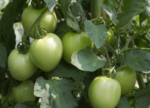 如何提高西红柿的产量（西红柿怎么种植和管理产量高）