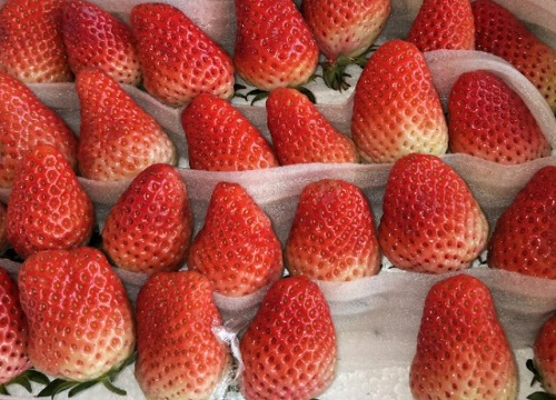 奶油草莓品种介绍及特点（市面上奶油草莓是什么品种）