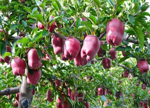 花牛苹果几月成熟上市 甘肃天水苹果成熟时间与季节
