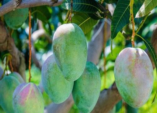 攀枝花芒果几月份成熟上市 攀枝花芒果哪个品种最好吃