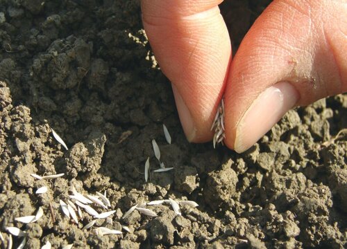 菜地土壤消毒的最好方法 种菜前土地消毒简单有效方法
