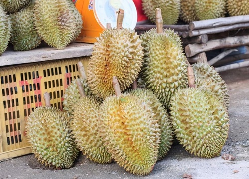 泰国榴莲品种十大排名 泰国最出名的榴莲是哪些