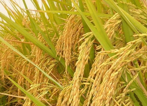 预计2022年水稻价格（今年水稻价格最新行情走势）