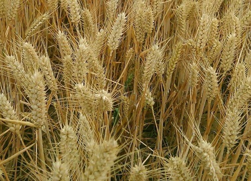 淮麦系列哪个品种好淮小麦334044介绍