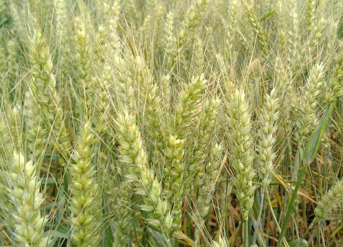 淮麦系列哪个品种好（淮小麦33、40、44介绍）