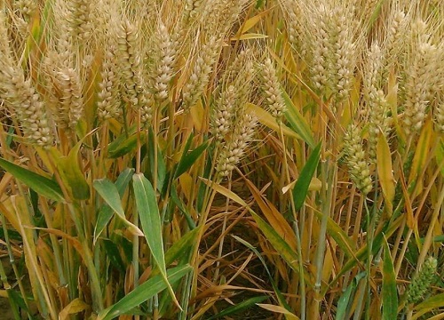 淮麦系列哪个品种好淮小麦334044介绍